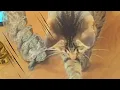 Download Lagu 【面白総集編】スピード違反！？猫が好きすぎて走る亀が速すぎるｗｗｗ【[Funny Compilation] A turtle who loves cats so much runs too fast】