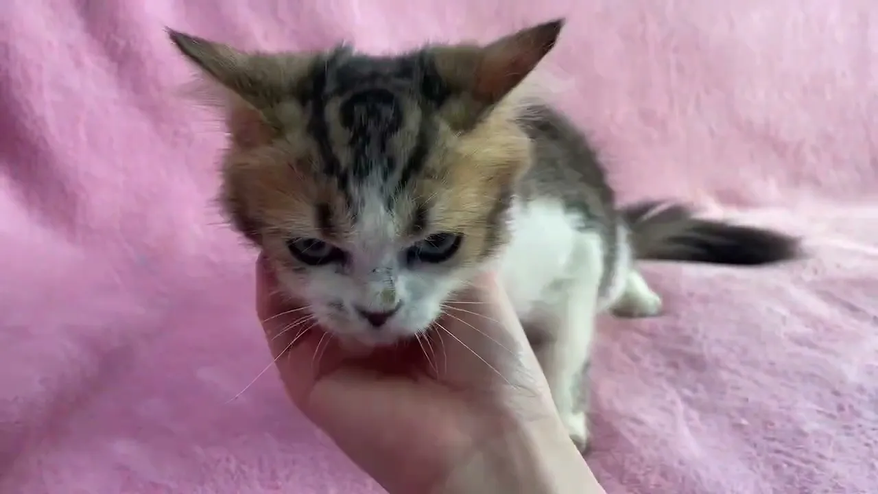 動画