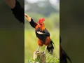 Download Lagu ayam jago berkokok joget🐓#shorts #ayamberkokok #ayamjago #cutechickens #colorfulchickens