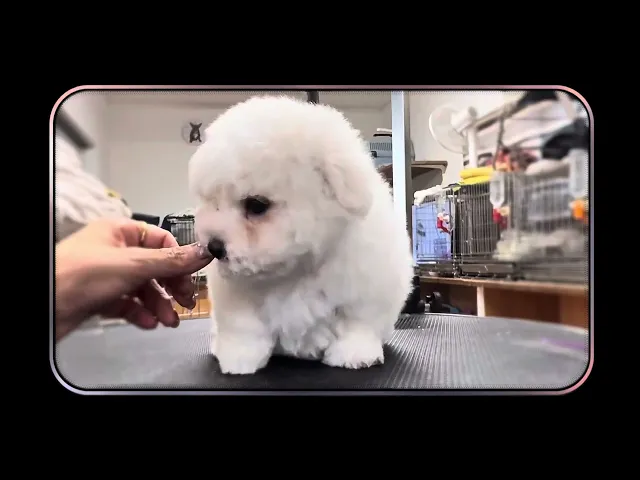 動画