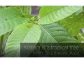 The Kratom Controversy