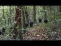Lagu Violent chimpanzee attack - Planet Earth - BBC wildlife