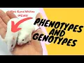 Genetics E1 Phenotype and Genotype Pink Eyed Whites