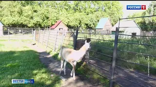 У малышки гуанако в Большереченском зоопарке теперь появилось имя
