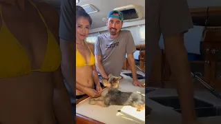 To snip or not to snip? #yorkie #puppy #breading #sailboat #dog #sailingbyefelicia