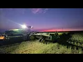 Swathing canola in the south