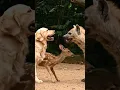 Golden Retriever Dog Saves the Deer Kid From Hyenas #dog #save #respect #kindness #shortsfeed