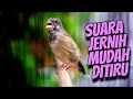 Download Lagu SUARA JERNIH FAVORITE MUDAH DI TIRU - Masteran BLACKTHROAT GACOR PALING DICARI
