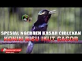 Download Lagu SPESIAL PANCINGAN KONIN KASAR NGEBREN CIBLEKAN MEWAH BIKIN KONIN LAIN EMOSI IKUT NGEBREN DAN GACOR