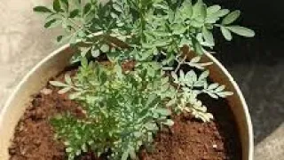 نبتة الفيجل  فوائد مذهلة وطريقة زراعتها بسهول دندنها