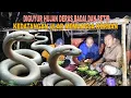 Download Lagu DIGUYUR HUJAN DERAS BADAI DAN PETIR..!! KEDATANGAN ULAR MEMANGSA KORB4N