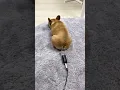 Download Lagu KÖPEĞİN OSURUK ŞOVU OH MY GOD 🐶🐶😂