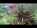 Download Lagu panen singkong hibrida madu. ( BIBIT SINGKONG MASA DEPAN DI INDONESIA 🇮🇩