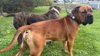 Monday morning walk Molly the Boerboel is live