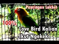 Download Lagu PANCINGAN LOVEBIRD PEMULA, 100% Burung Lakbet Ikut Ngekek