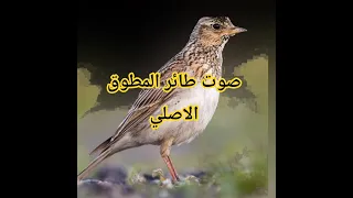صوت المطوق مميز Birds Birdsounds طيور لبنان الجزائر المغرب تونس مصر ليبيا Nature Freehuntsound 