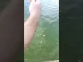 Catfish Attacks Duck