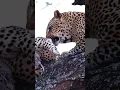Massive leopard eats a cheetah #animalshorts #cheetah #africa #shorts #viral