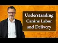 Understanding Canine Labor and Delivery