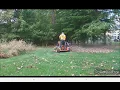 Gator Blades In Action Not Worth The Money