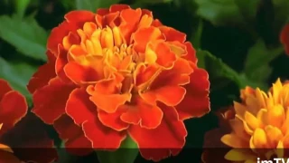 top 50 proses bunga ketika sedang mekar