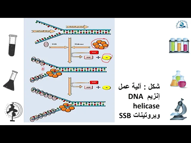 ⁣مبادئ الوراثة الجزيئية (تضاعف الــDNA مشكلة فتح الالتفاف والبدء)