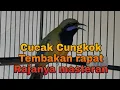Download Lagu Cucak Cungkok nembak rapat