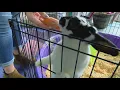 Rescue pets in need of homes as Seattle shop prepares to close