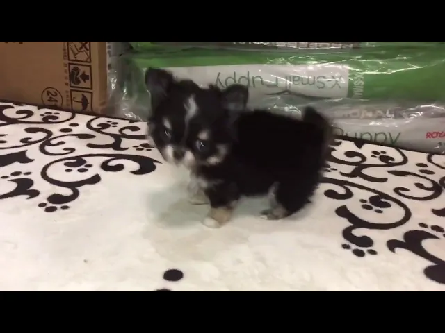 動画