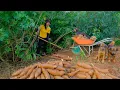 Download Lagu Harvesting Cassava To Make Steamed Cassava With Pandan Leaves \u0026 Coconut Milk For Sale At The Market.