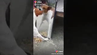 الكلب ينبح امام المراه 