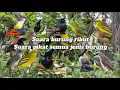 Download Lagu Suara pikat burung ribut untuk memikat semua jenis burung !! Andalan Para Pemikat