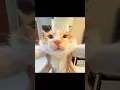 Suara Asli Kucing Penyihir Gendut #repost #kucinglucu #catvideos