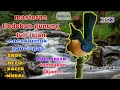 Download Lagu SUARA TLEDEKAN GUNUNG FULL ISIAN UNTUK PANCINGAN