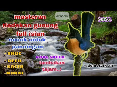 Download MP3 SUARA TLEDEKAN GUNUNG FULL ISIAN UNTUK PANCINGAN