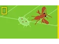 Download Lagu How a South American Wasp Saved an African Crop | National Geographic