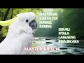 Lagu MASTER BURUNG 1 JAM KAKATUA CEPAT BICARA