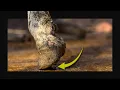 What Was Hiding Under Her Hoof