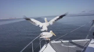 Transatlantic sailing.  Dodging ships in the fog. Boarded by Pelicans and Seals in Namibia.