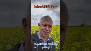 Українська селекція ріпаку Interagrolab агробізнес точнеземлеробство 