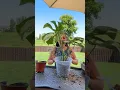 Download Lagu Repotting my very rootbound Monstera Thai constellation #plantcare #monsterathaiconstellation