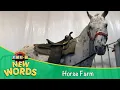 Horse Farm New Words KidVision Pre-K