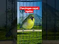 Download Lagu pancingan pleci cepat ngalas #plecigacor