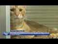 Onslow County Animal Services gets 10 000 grant from car dealership