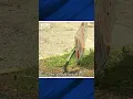 Cedar Park wakes to devastation following likely microburst
