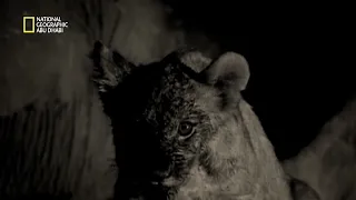 أسبوع القطط الكبيرة الحيوانات البري ة ناشونال جيوغرافيك أبوظبي 