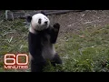 60 Minutes reports on the giant panda s comeback from extinction