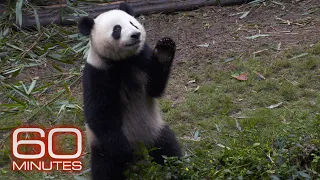 60 Minutes reports on the giant panda s comeback from extinction