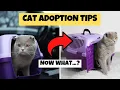 10 Things to Know AFTER Adopting a Cat
