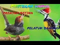 Lagu MASTERAN HANDAL PRENJAK BETINA VS PELATUK BAWANG